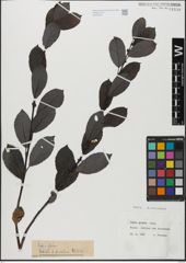 Foto von Salix glabra Scop.